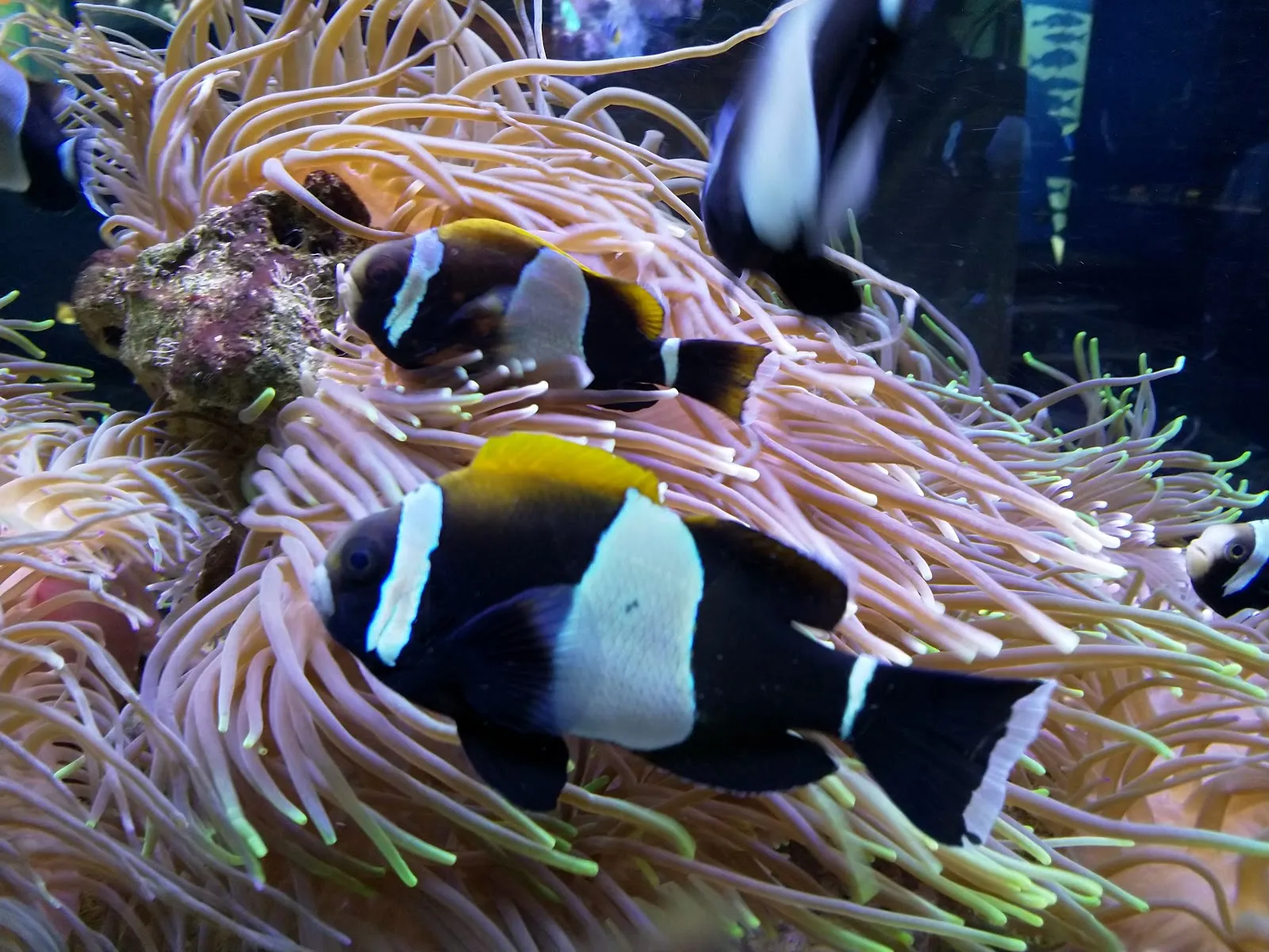 Solitary-Islands-Aquarium1