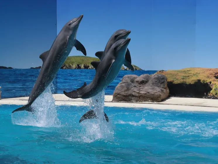 Dolphin-Marine-Conservation-Park1