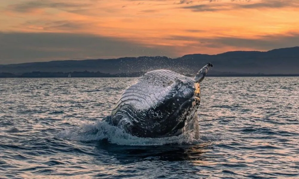 Whale-Watching